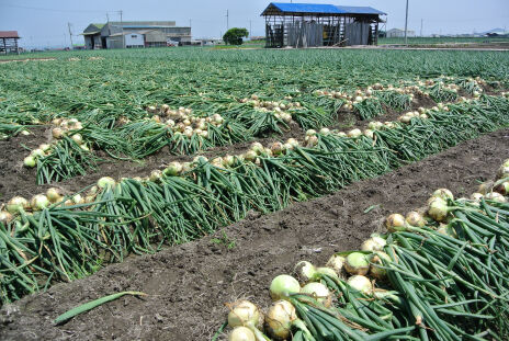 140513 onion2.jpg