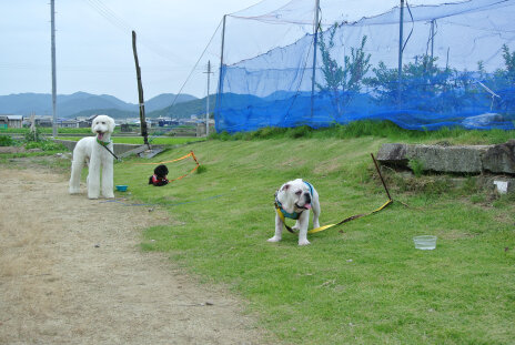 140706 dogs.jpg