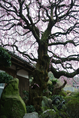 20130313 八木しだれ梅 幹.jpg
