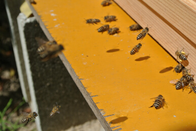 20130405 蜜蜂大忙し.jpg