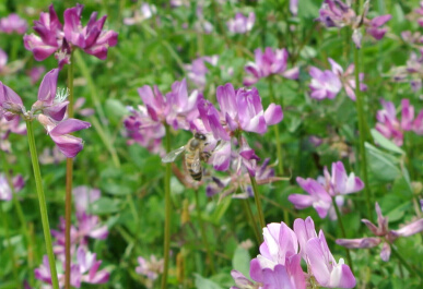 20130504 bee.jpg