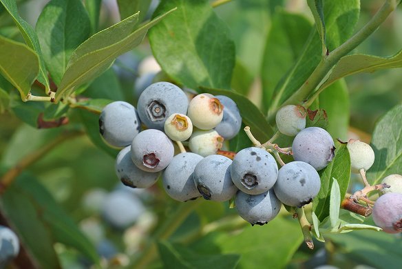 DSC_2324 yado.jpg